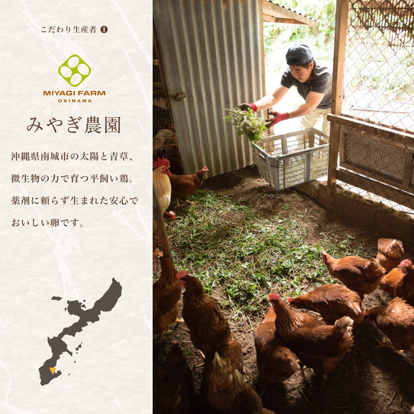 沖縄のこだわり卵とうま藻だし醤油